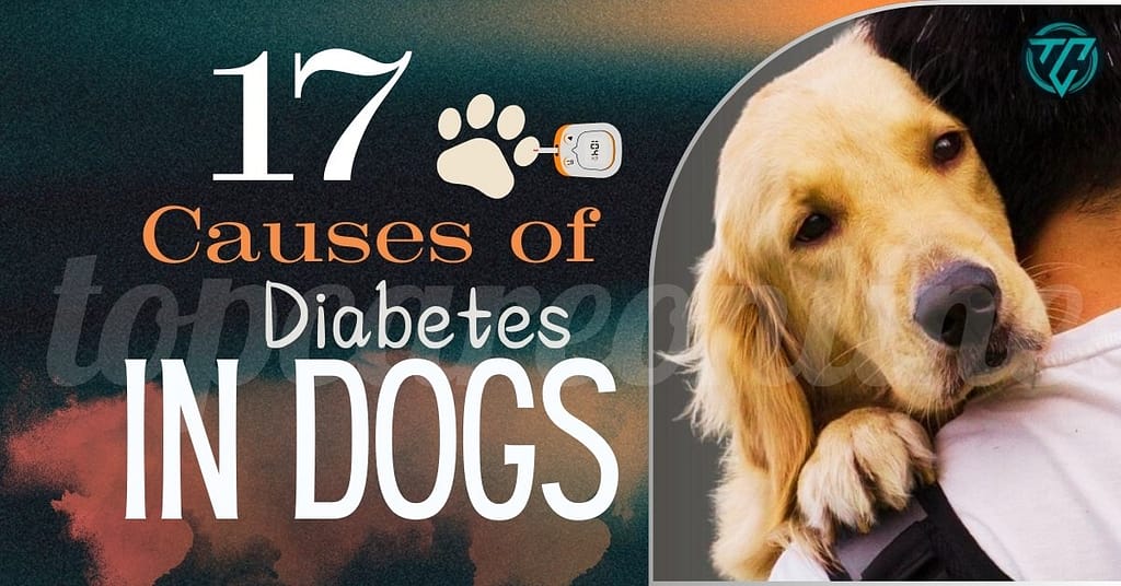 17 Causes of Diabetes in Dogs