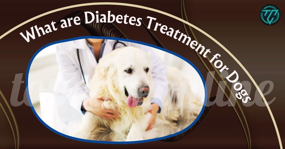 What are Diabetes Treatment for Dogs