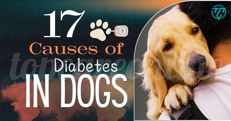 17 Causes of Diabetes in Dogs